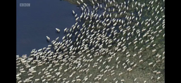 Animal screengrab from Planet Earth - Great Plains